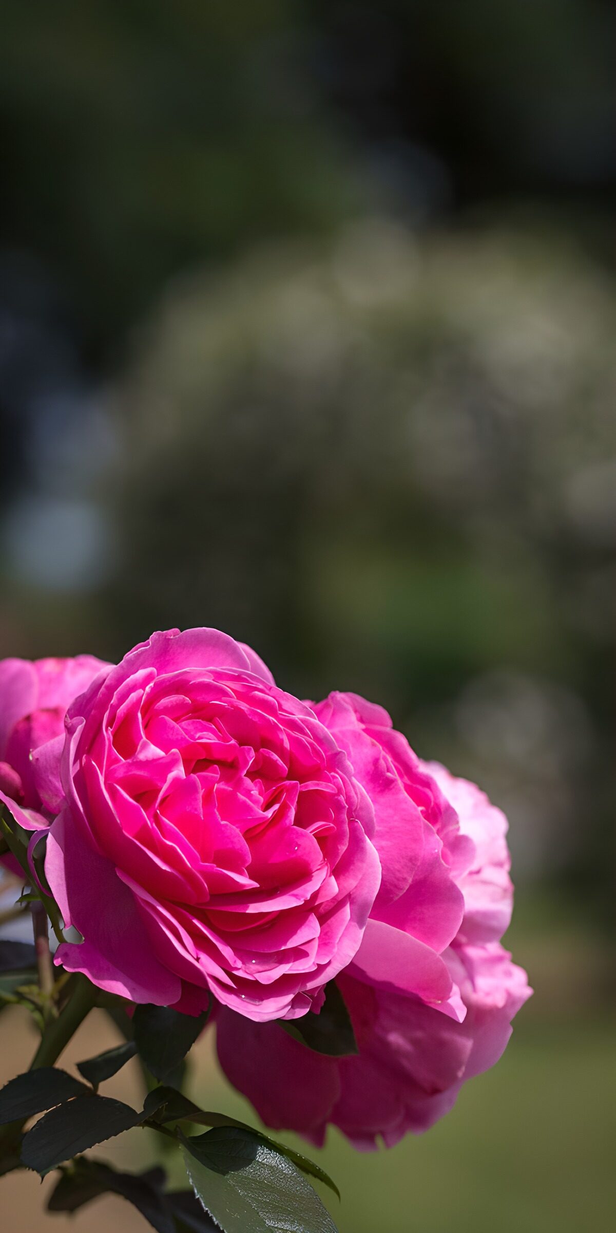 PDGIT9096434: Rose rosa in primo piano al sole