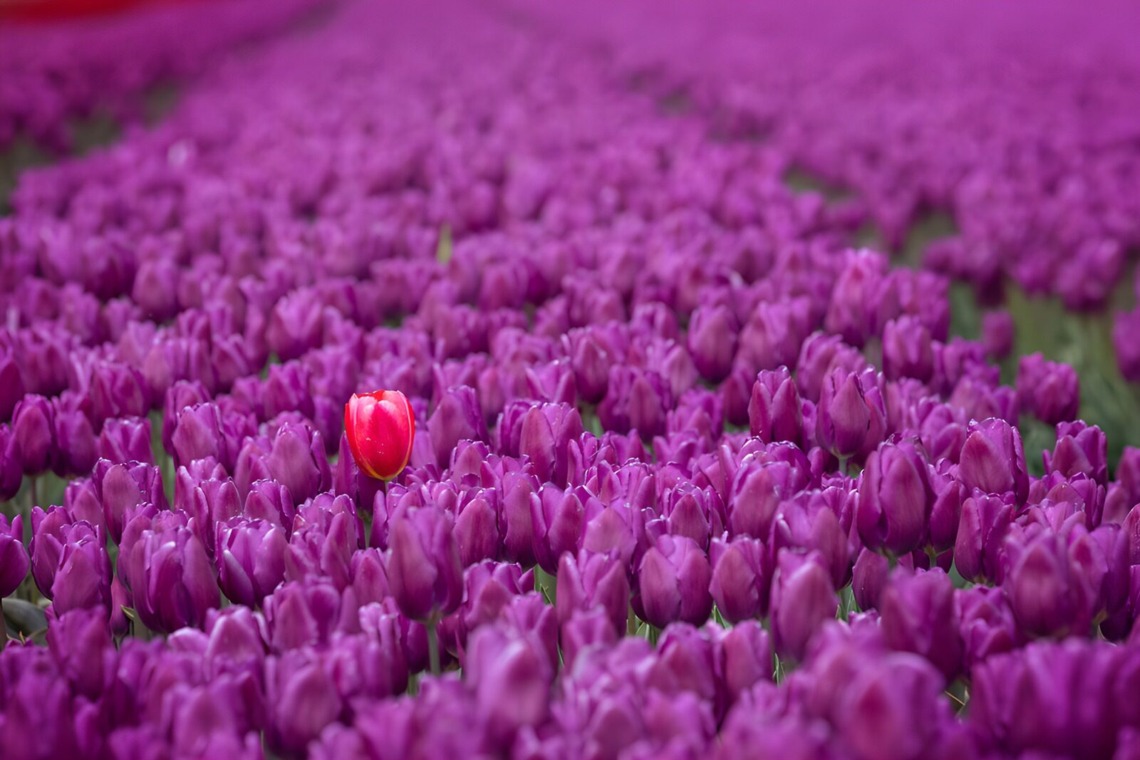 PDGIT5050587: Un tulipano rosso tra i tulipani viola