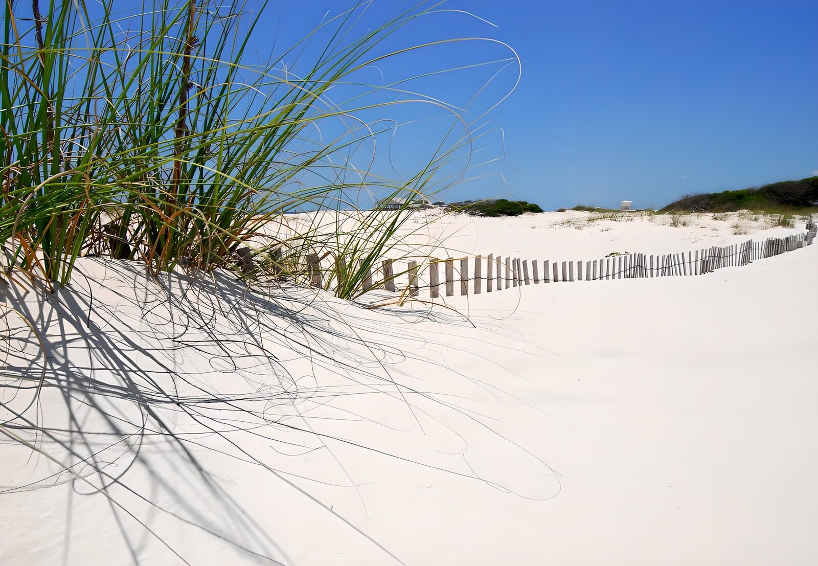 PDGIT3333449: Dune di sabbia chiara al sole