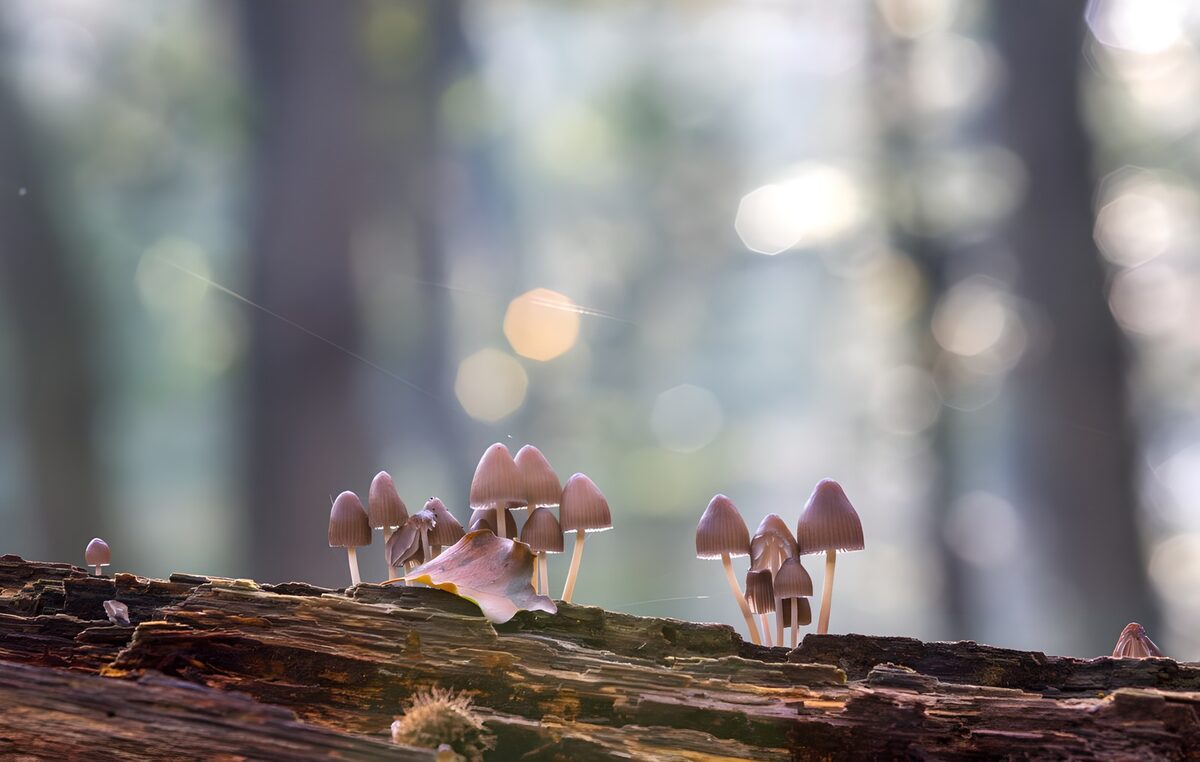 PDGIT8792269: Funghi rosati su un tronco nel bosco