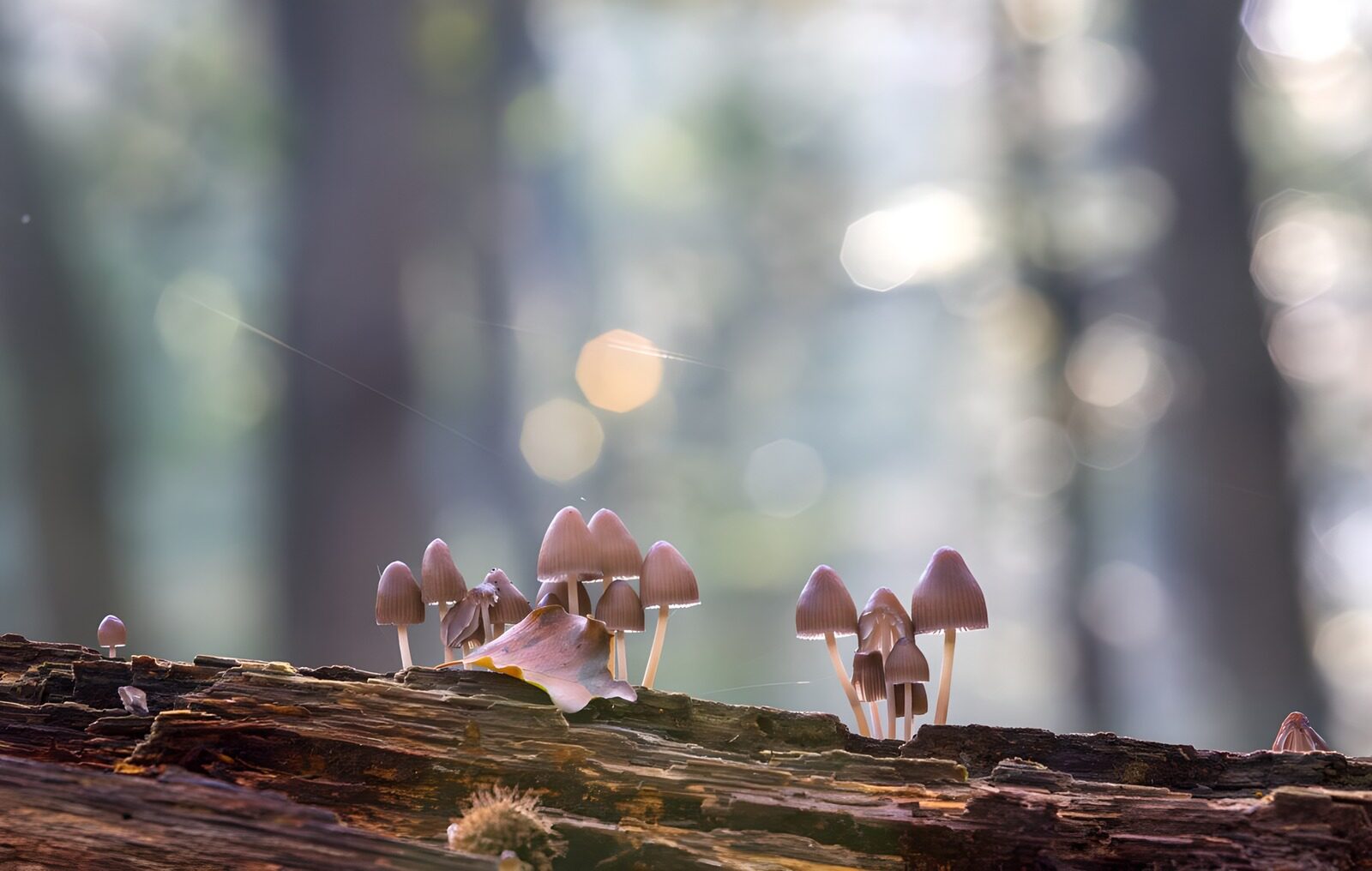 PDGIT8792269: Funghi rosati su un tronco nel bosco