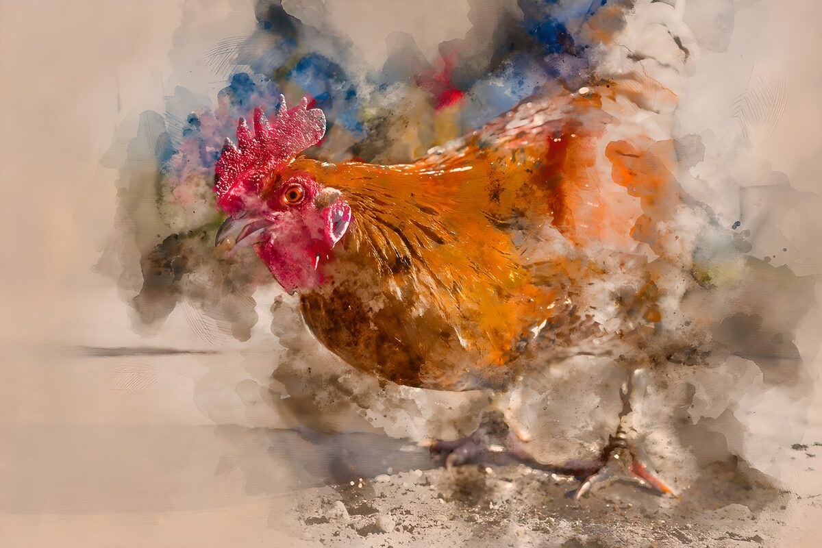 PDGIT8965814: Gallo ad acquerello dai toni caldi