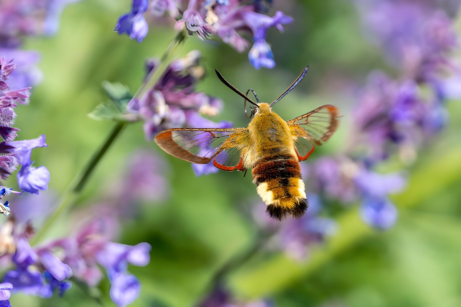 PDGIT3743797: Falena dorata in volo tra i fiori viola