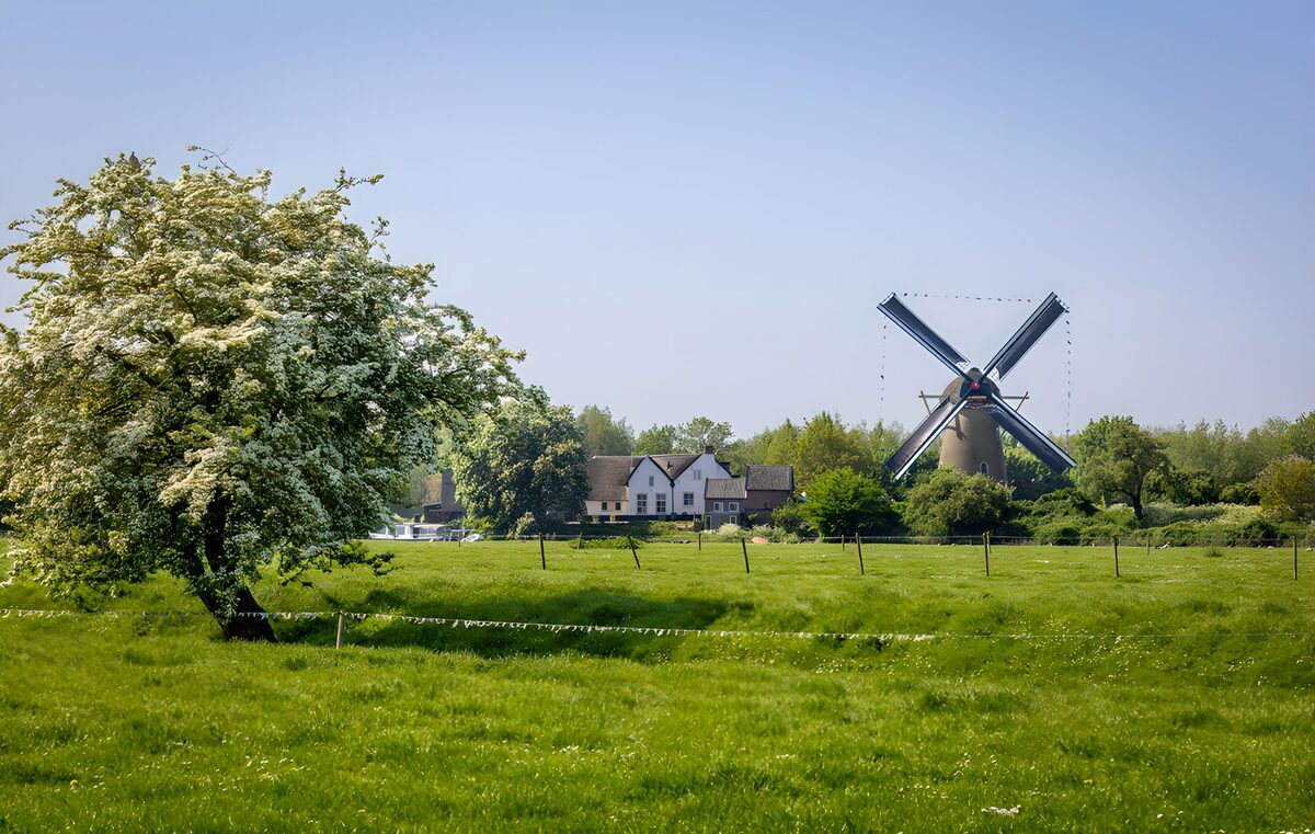 PDGIT1856161: Albero in fiore e mulino nel verde