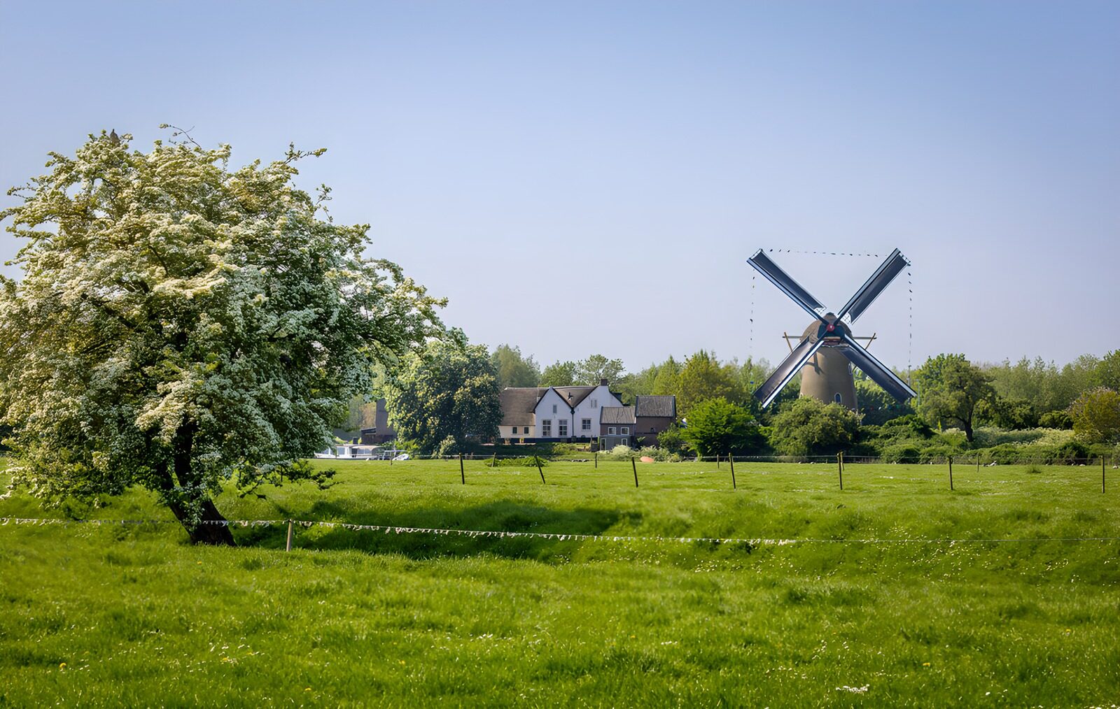 PDGIT1856161: Albero in fiore e mulino nel verde