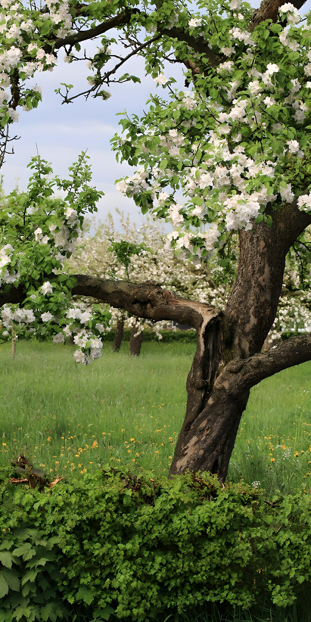 PDGIT4682892: Albero in fiore tra bianco e verde