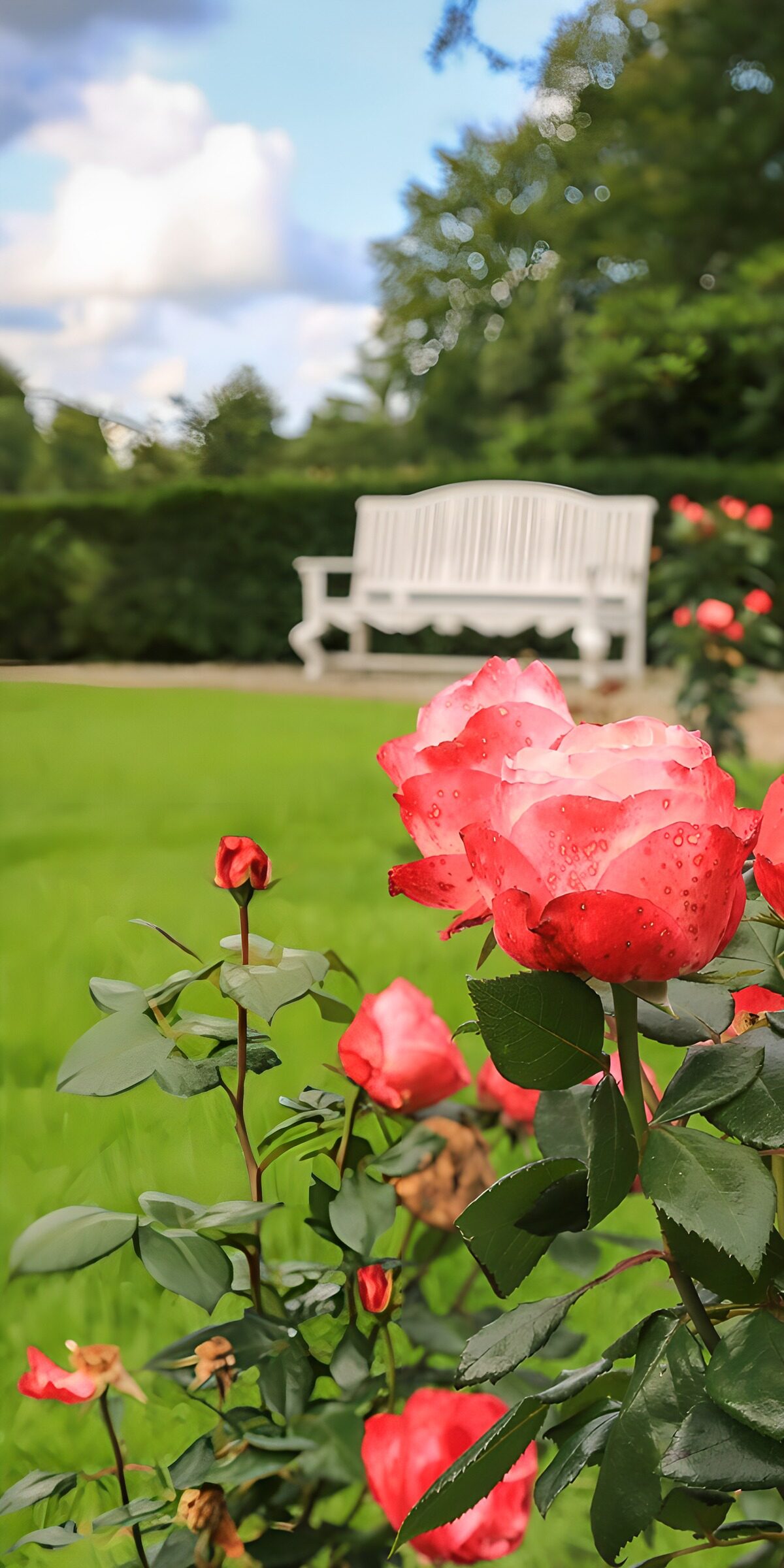 PDGIT1778395: Rose rosa e rosse, panchina al sole