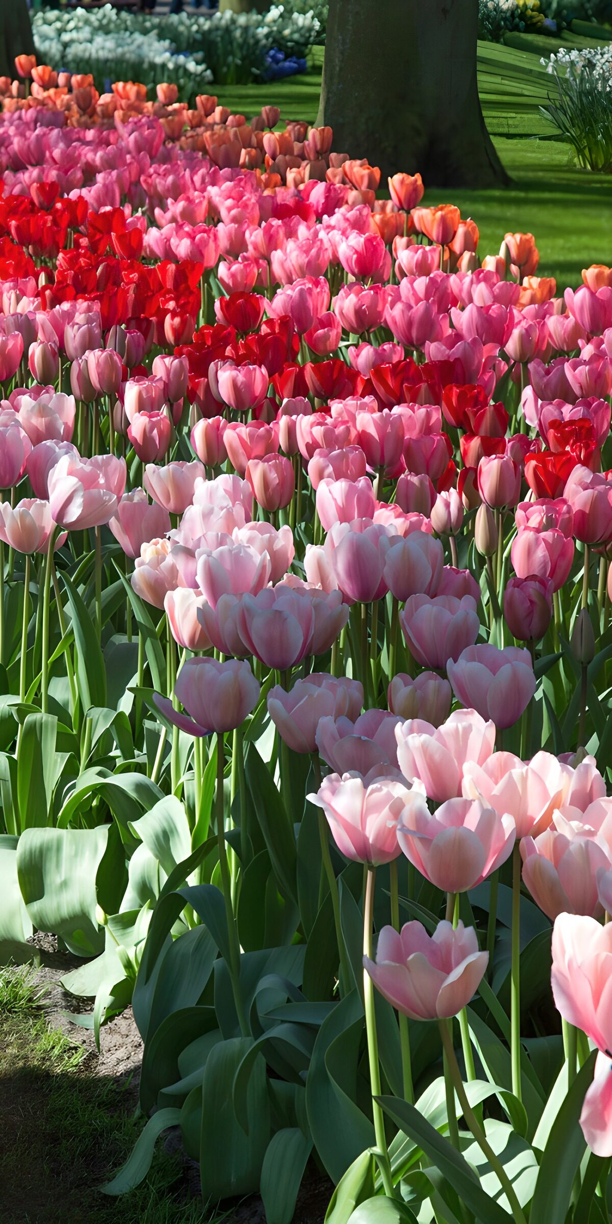 PDGIT6424215: Onde di tulipani nella luce di primavera