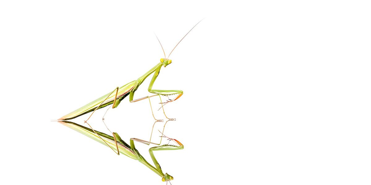 PDGIT5571205: Mantide verde con riflesso su fondo bianco