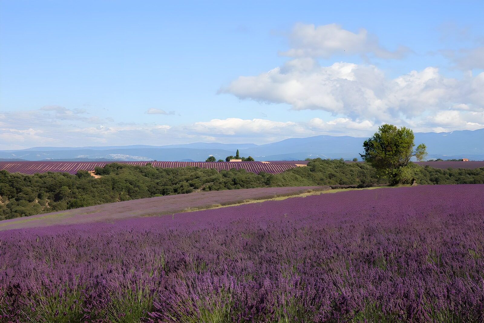 PDGIT5103100: Campo di lavanda al sole d’estate
