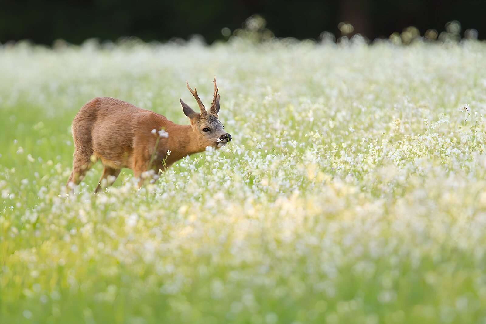 PDGIT6758016: Capriolo tra i fiori bianchi del prato