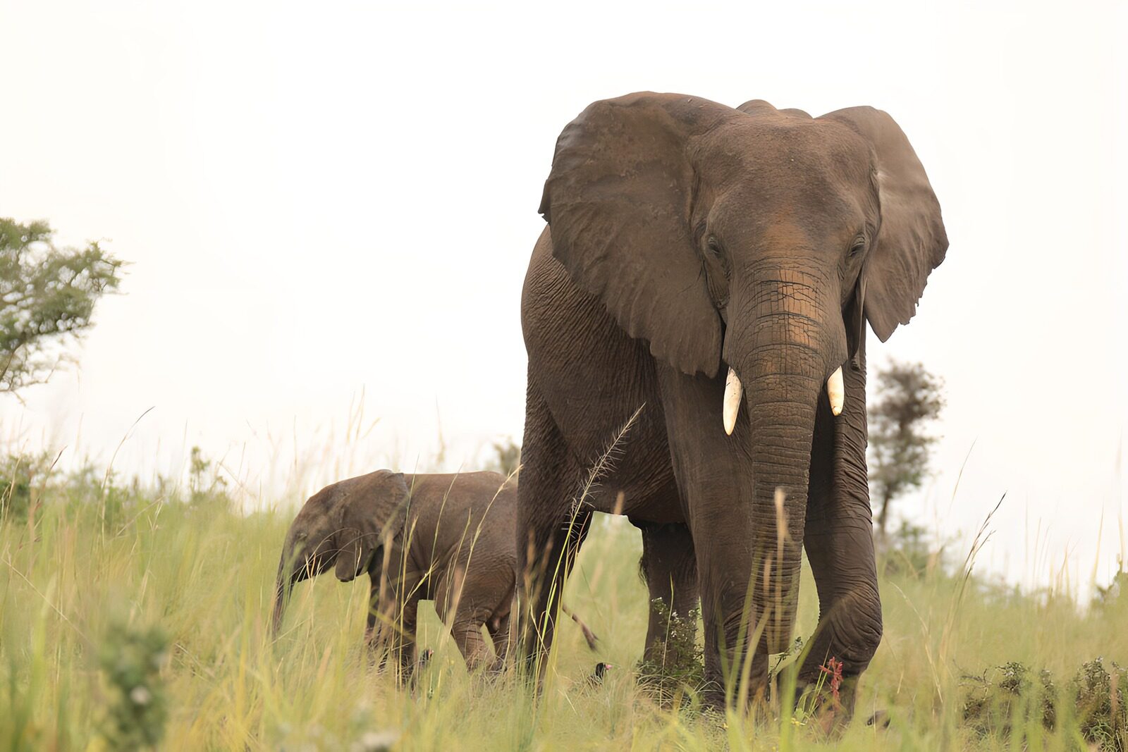 PDGIT7805803: Elefante e cucciolo nell’erba alta