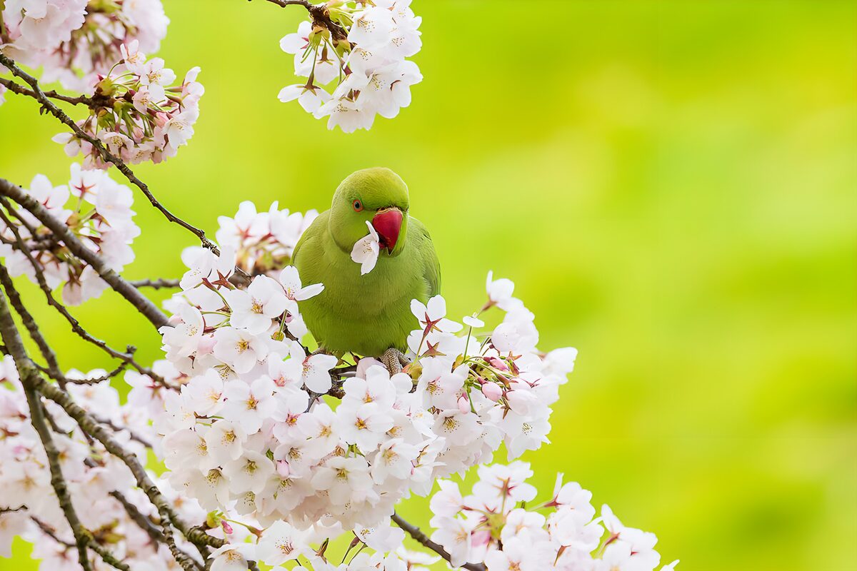 PDGIT5827178: Parrocchetto tra i ciliegi di primavera