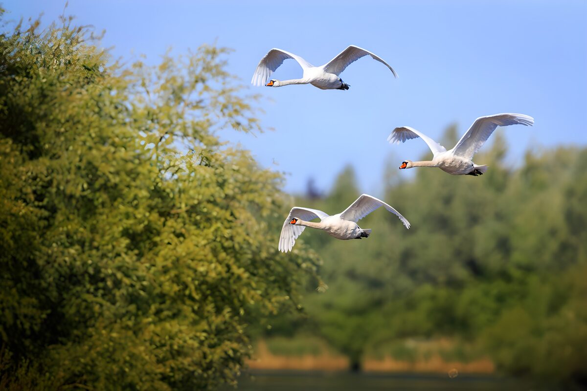 PDGIT8587171: Tre cigni in volo tra verde e azzurro