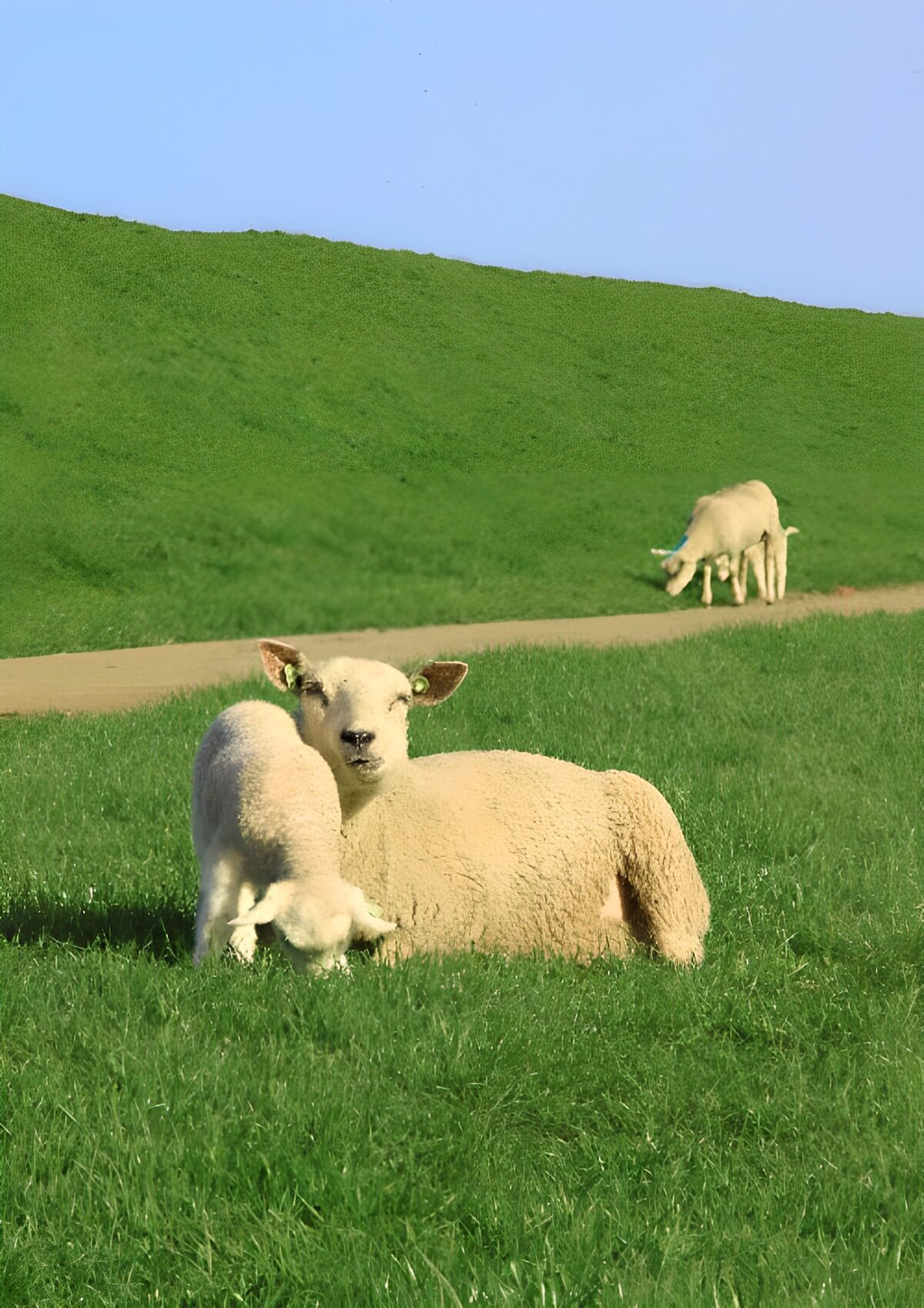 PDGIT8748152: Pecora e agnello al sole sul prato