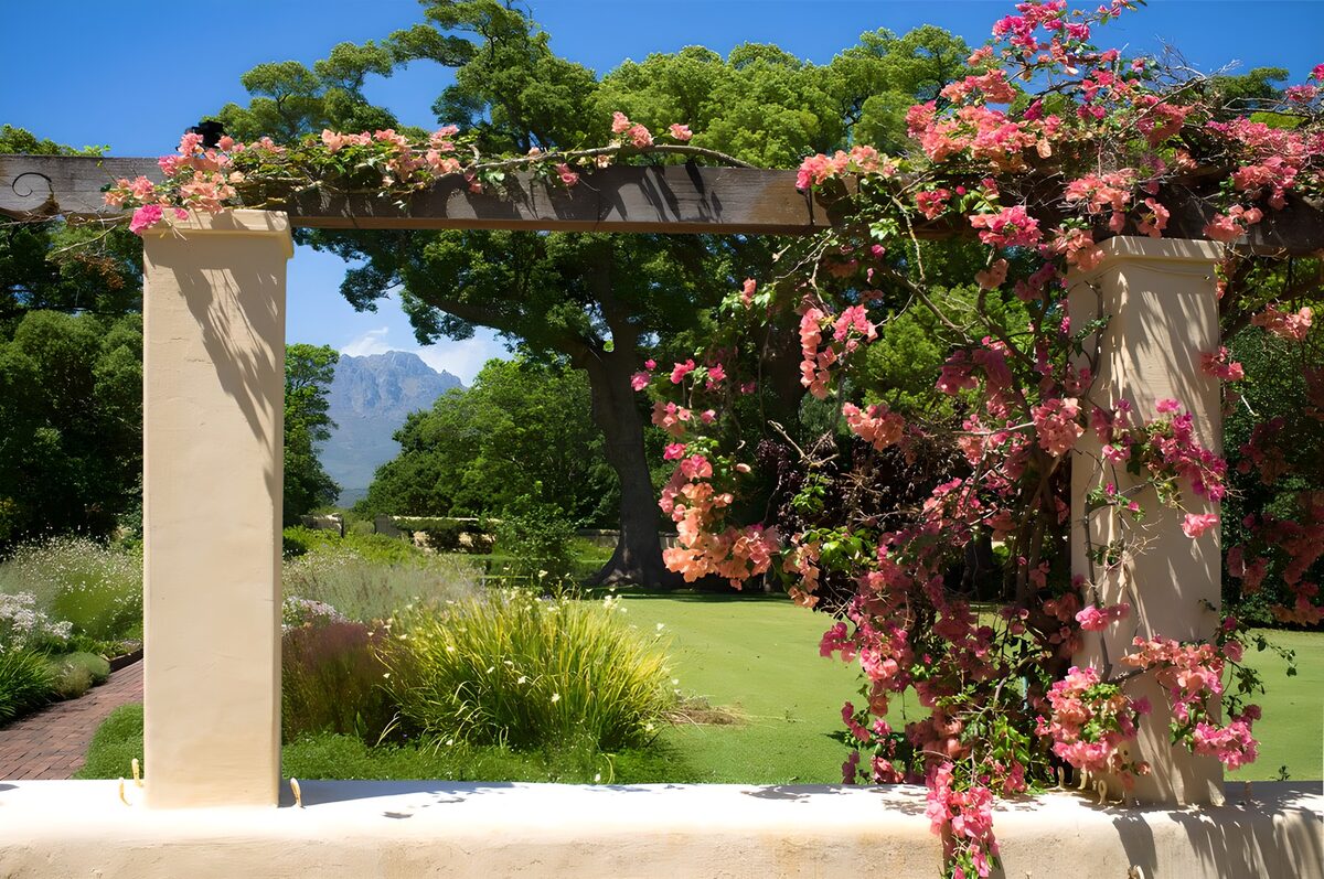 PDGIT8827495: Pergola di bougainvillea al sole
