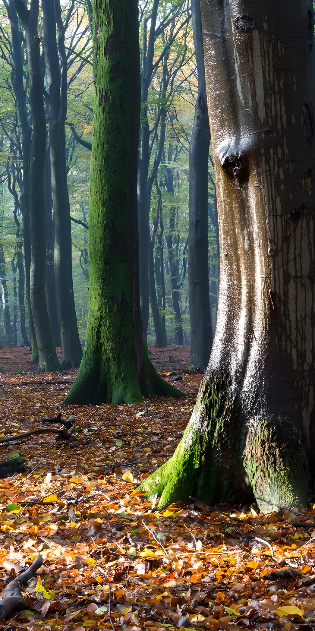 PDGIT3193951: Tronchi e muschio nel bosco d’autunno