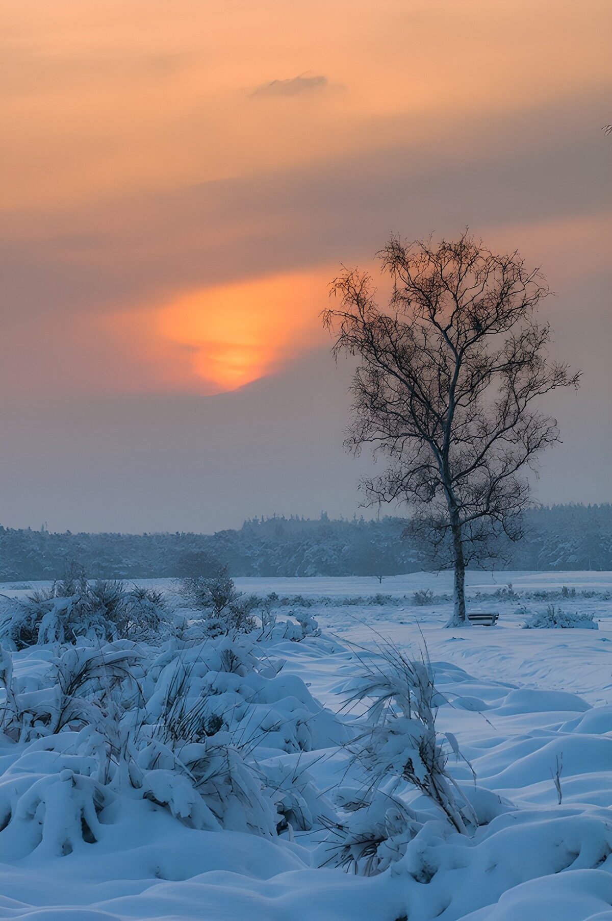 PDGIT5918504: Albero spoglio sulla neve al tramonto