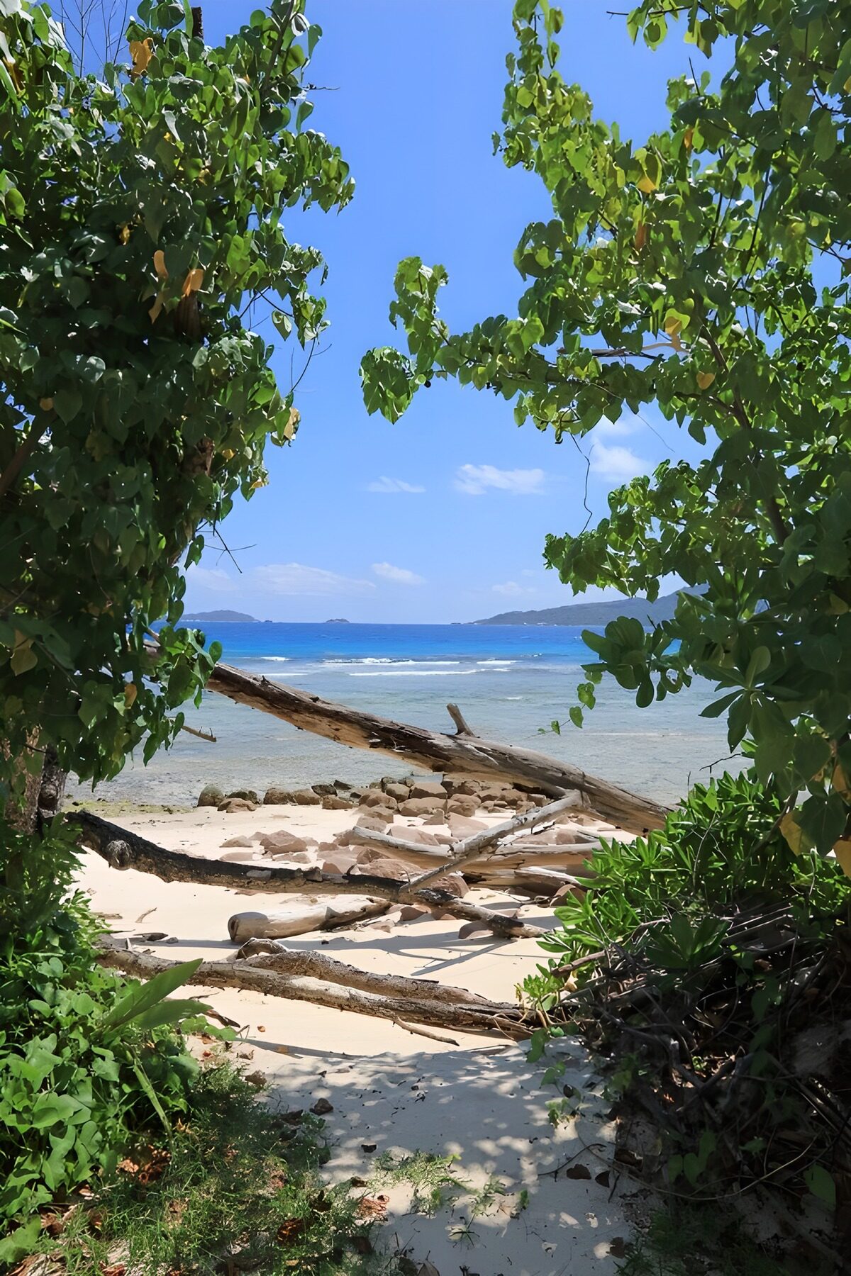 PDGIT1318227: Spiaggia tra tronchi e mare turchese