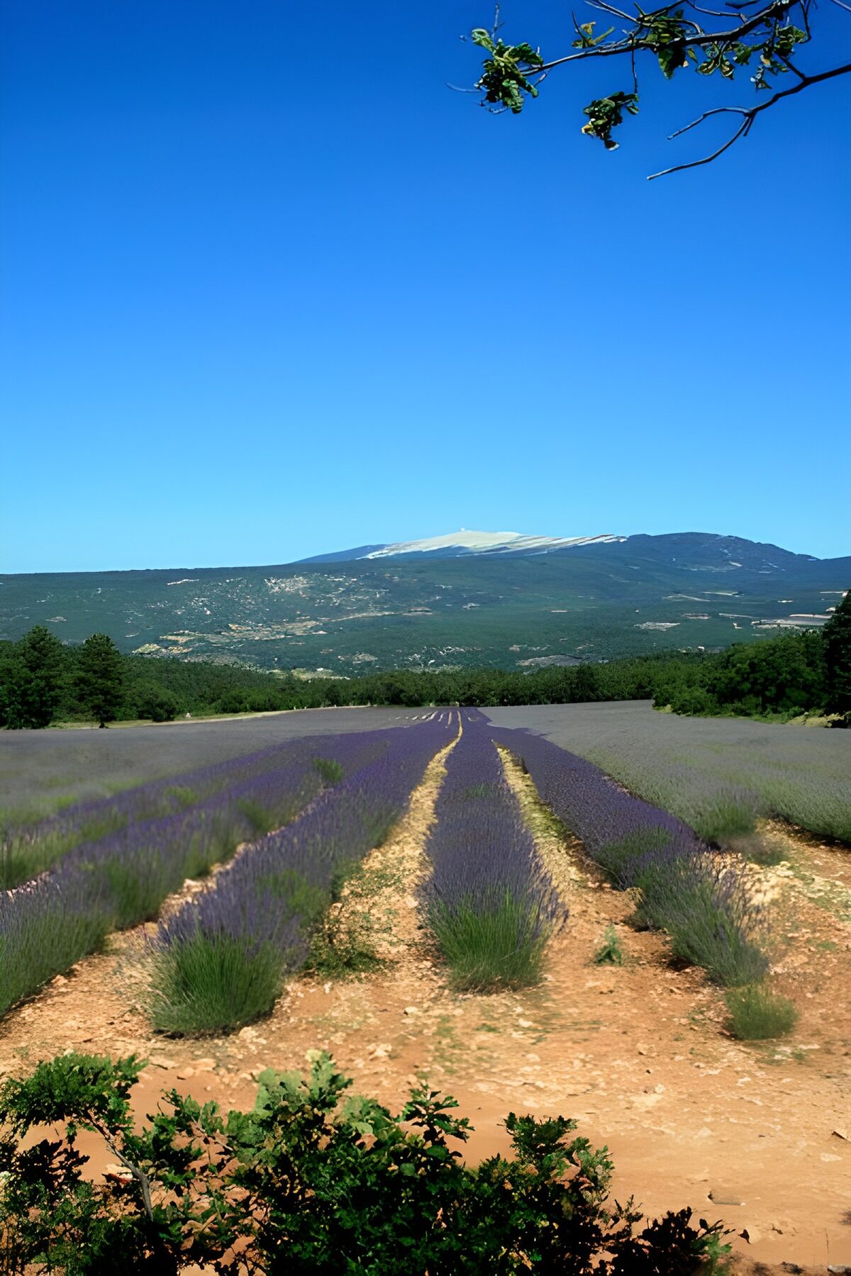 PDGIT3448456: Filari di lavanda ai piedi della montagna