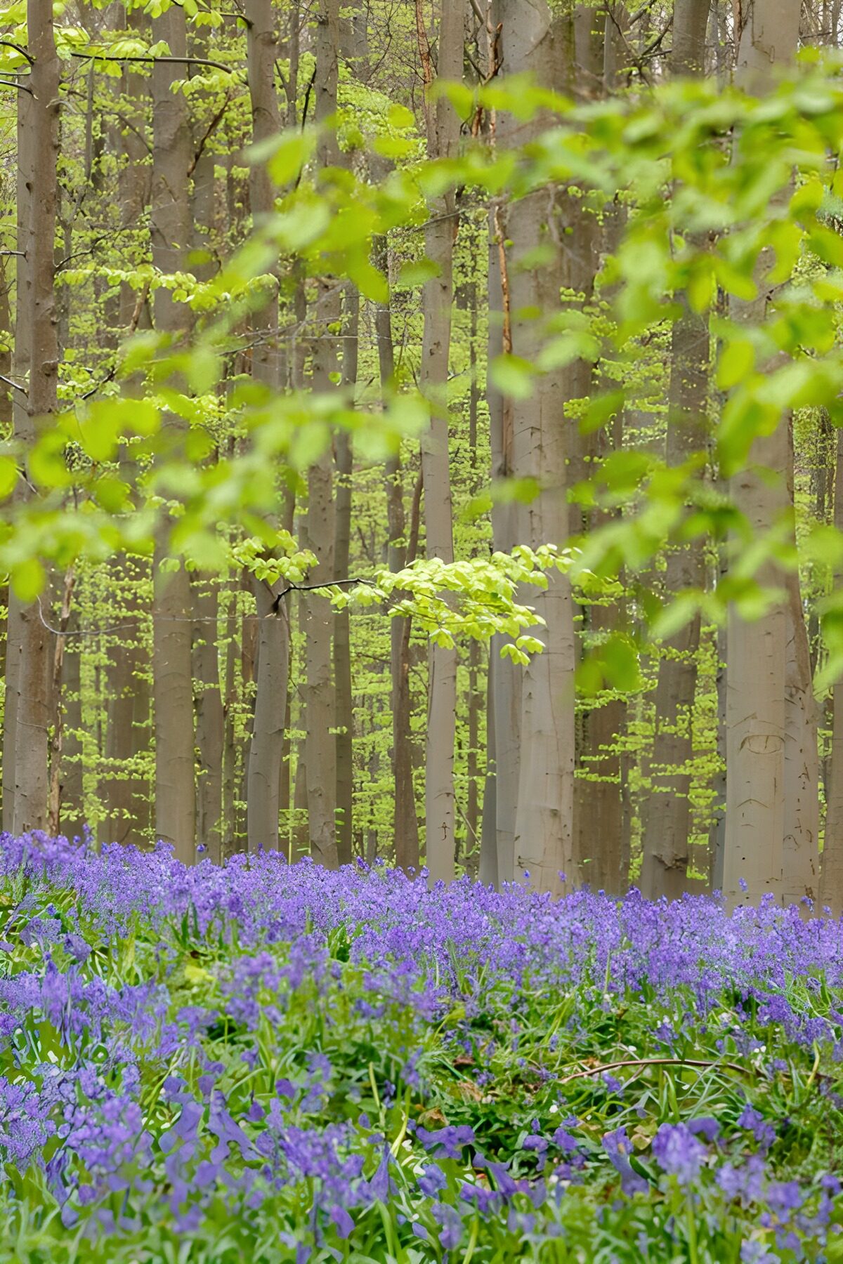 PDGIT1057089: Faggi e fiori blu di primavera