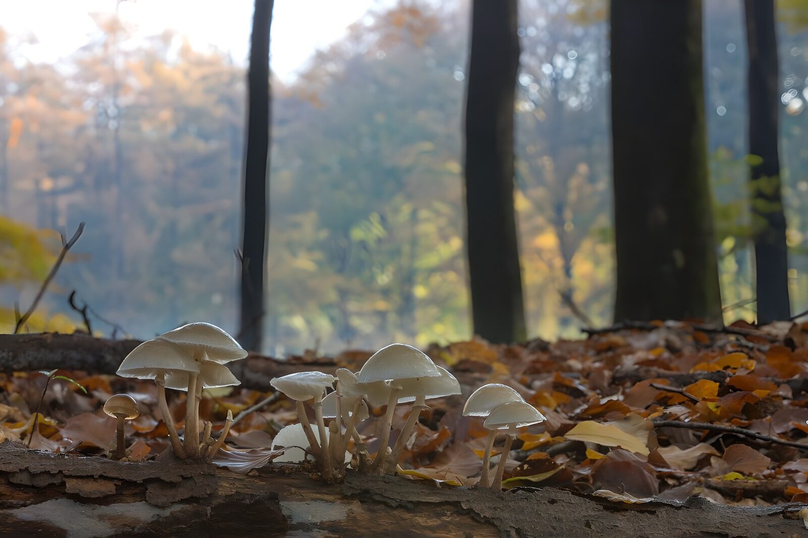 PDGIT1042456: Funghi bianchi sul tronco tra le foglie