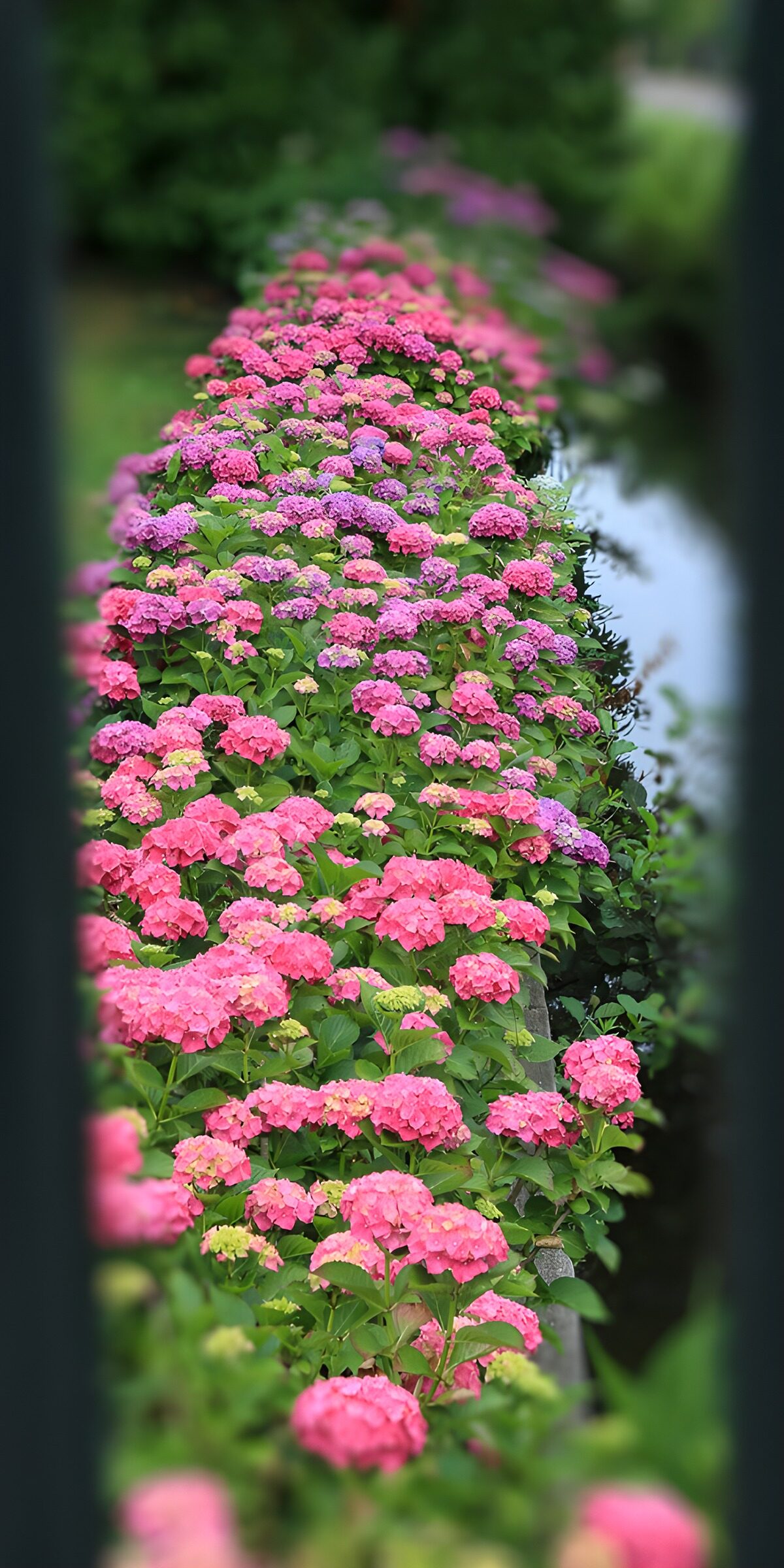 PDGIT6807869: Ortensie rosa e lilla in un fitto filare