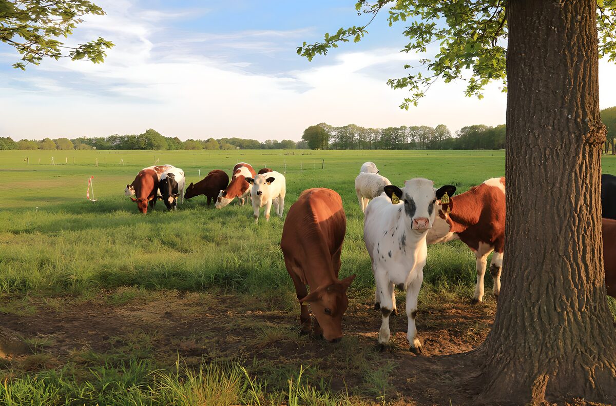 PDGIT7885418: Vitelli al pascolo tra sole e ombra