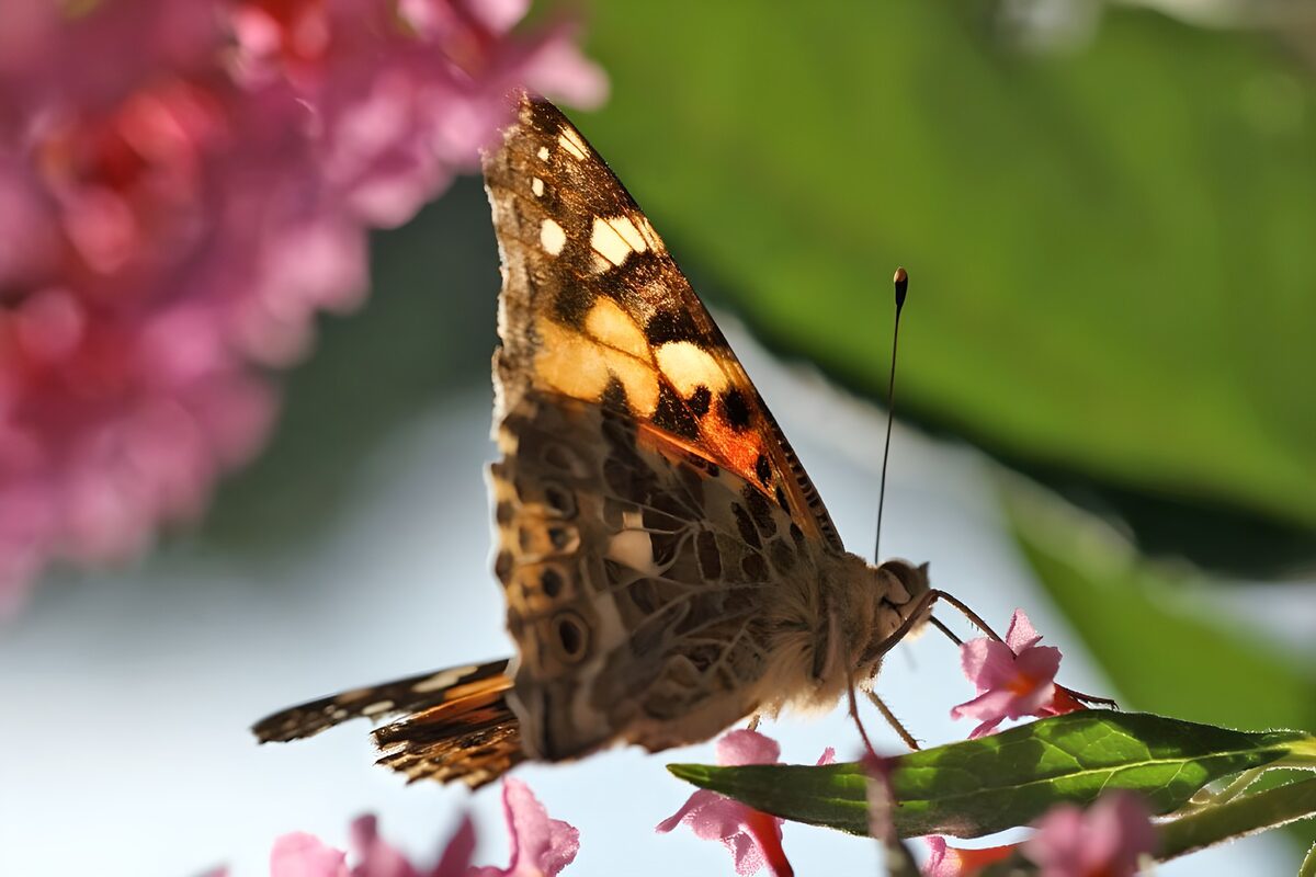 PDGIT6704614: Farfalla sui fiori rosa al sole