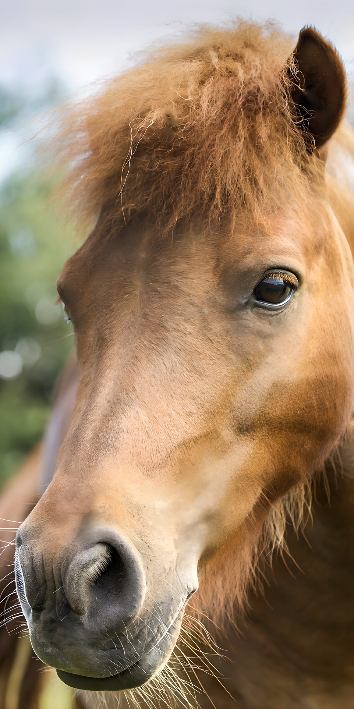 PDGIT5574419: Pony marrone, un tenero primo piano