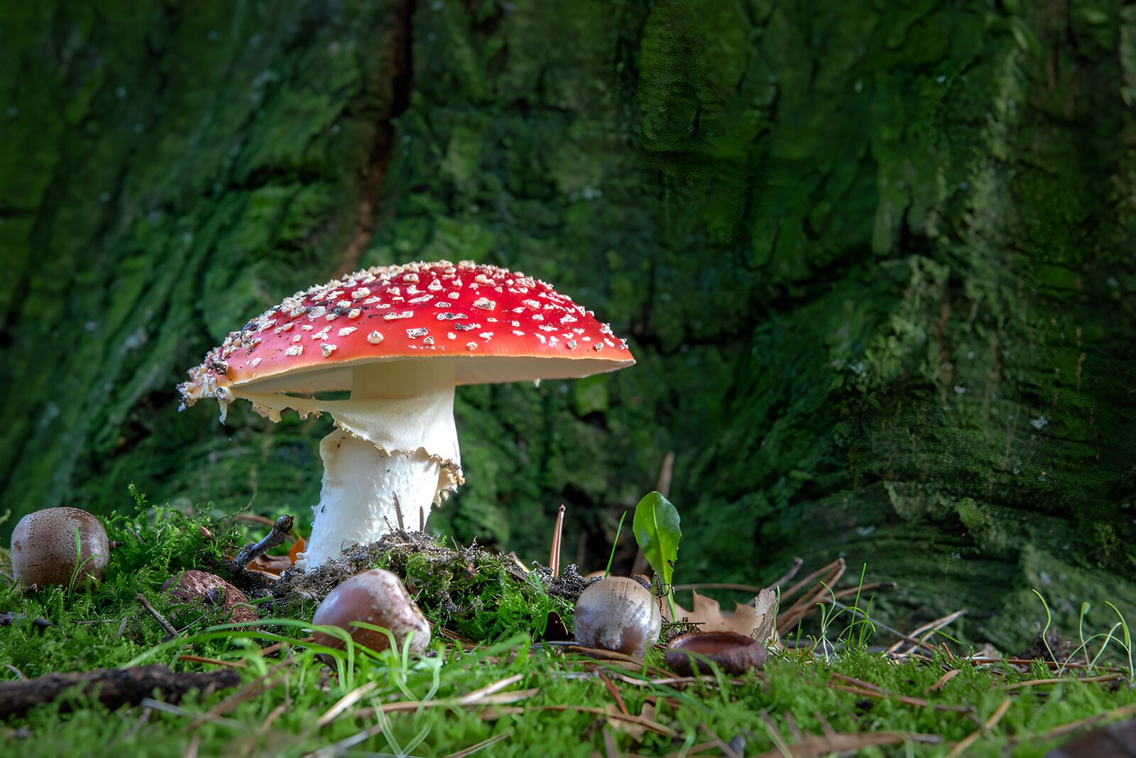 PDGIT9047602: Amanita rossa nel muschio del bosco