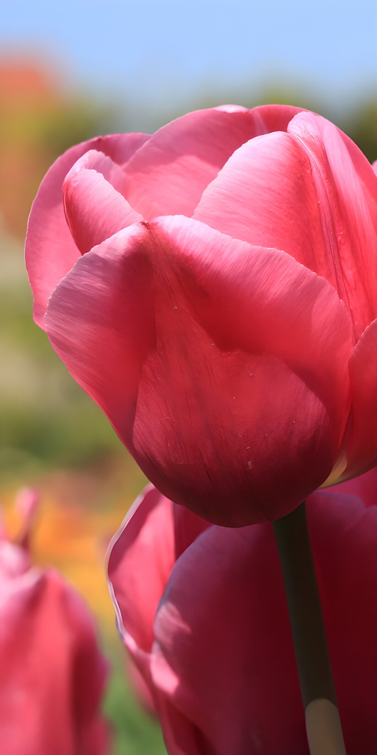 PDGIT9334982: Tulipano rosa in primo piano al sole