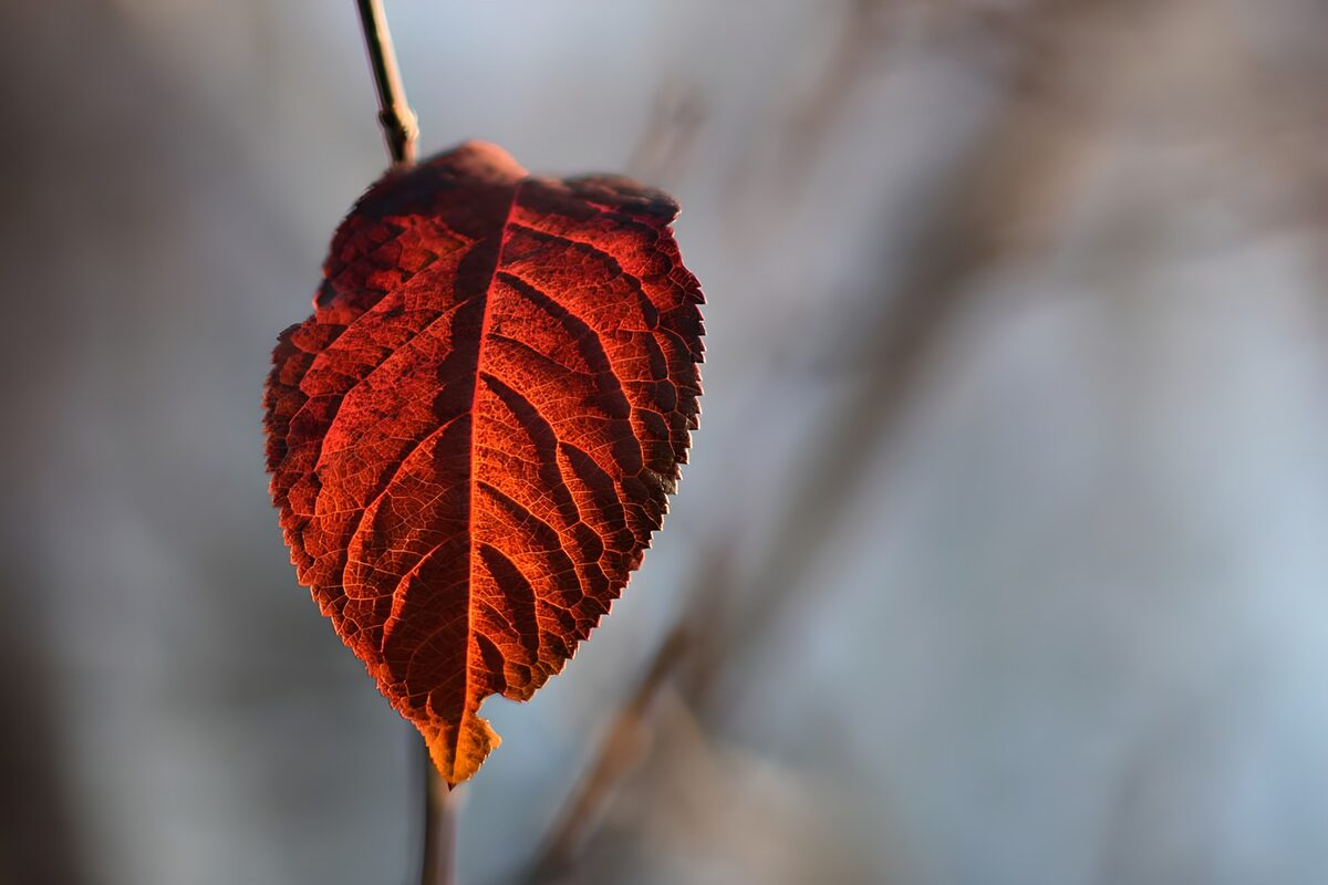 PDGIT8851849: Foglia rossa e arancione in controluce