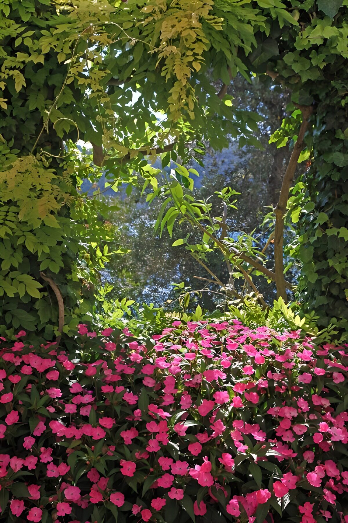 PDGIT1494222: Fiori rosa nel verde fitto