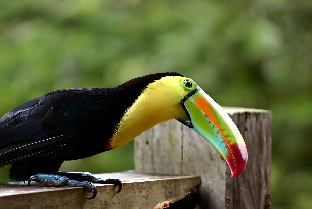 PDGIT4590748: Tucano dal becco verde sul legno