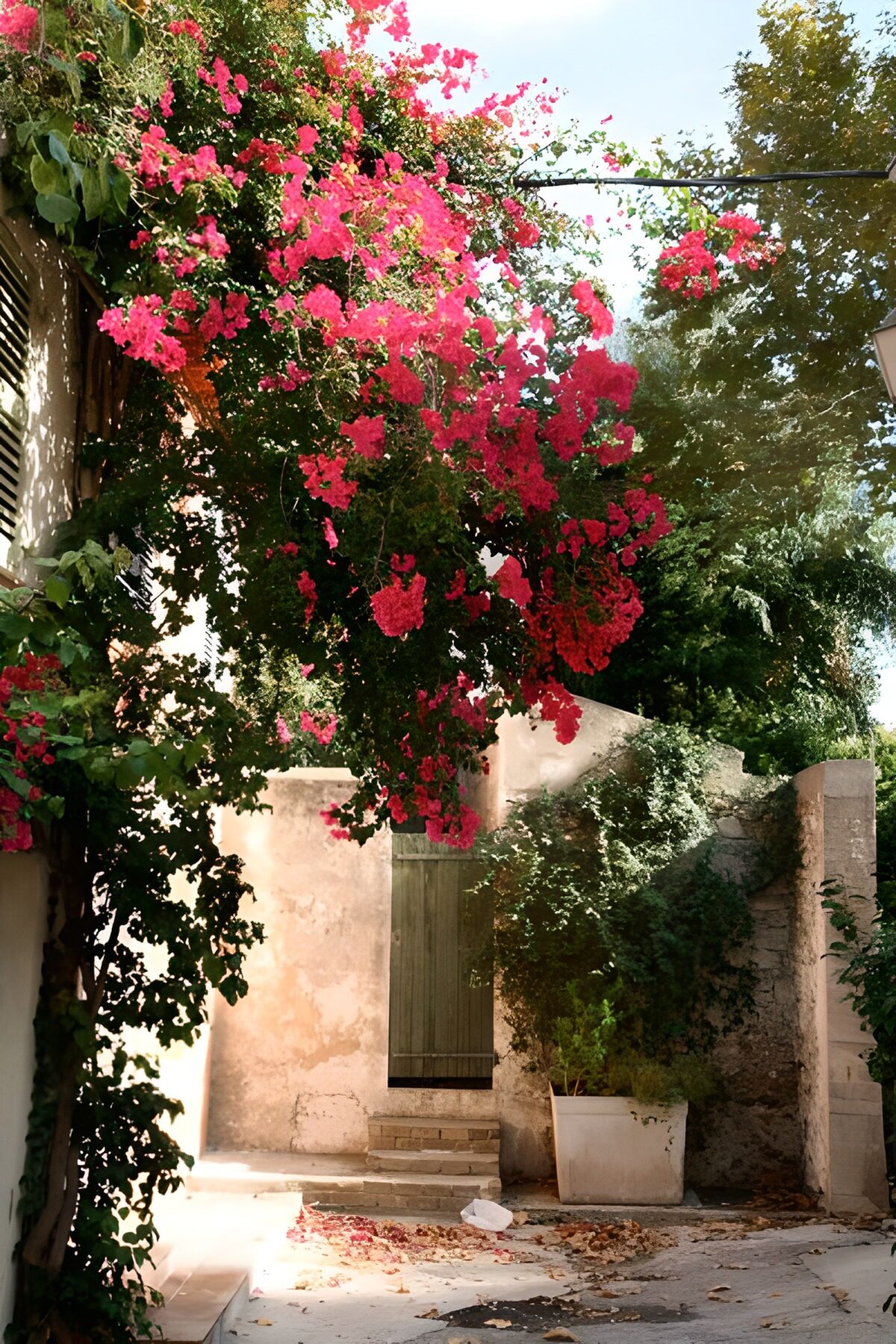 PDGIT9480107: Bougainvillea rosa nel cortile al sole