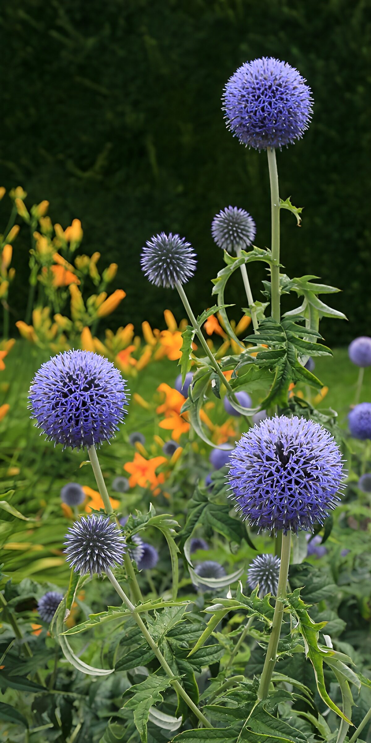 PDGIT5240348: Cardi blu tra il verde e i fiori d’estate