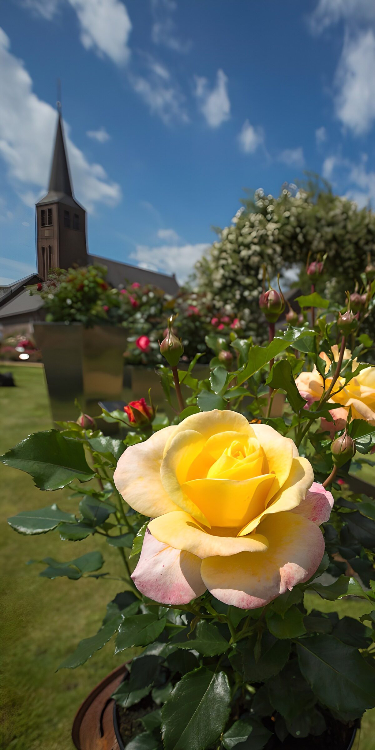 PDGIT9220963: Rosa gialla e chiesa nella luce del giorno