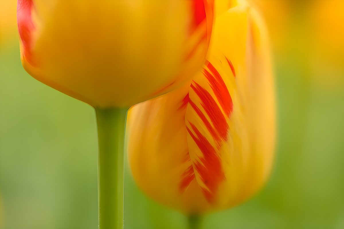 PDGIT4324080: Tulipani gialli e rossi in luce morbida