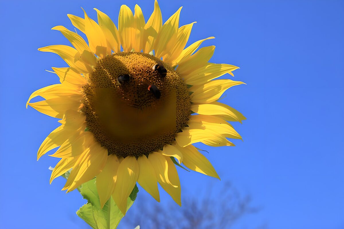 Girasole e api nel sole d’estate