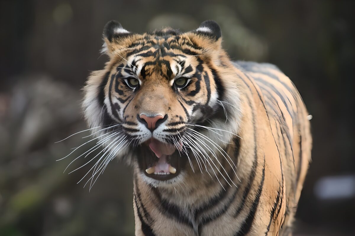 PDGIT8429064: Tigre a bocca aperta, sguardo deciso