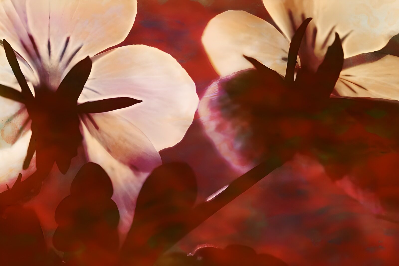 PDGIT3232371: Fiori bianchi in controluce sul rosso