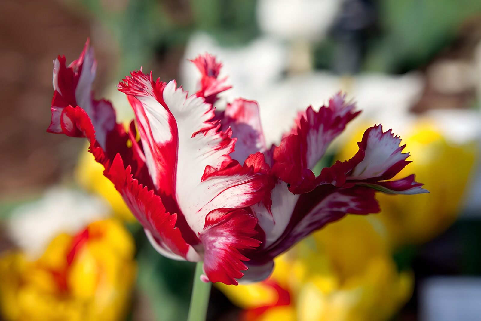 PDGIT8957982: Tulipano bianco e rosso in piena luce