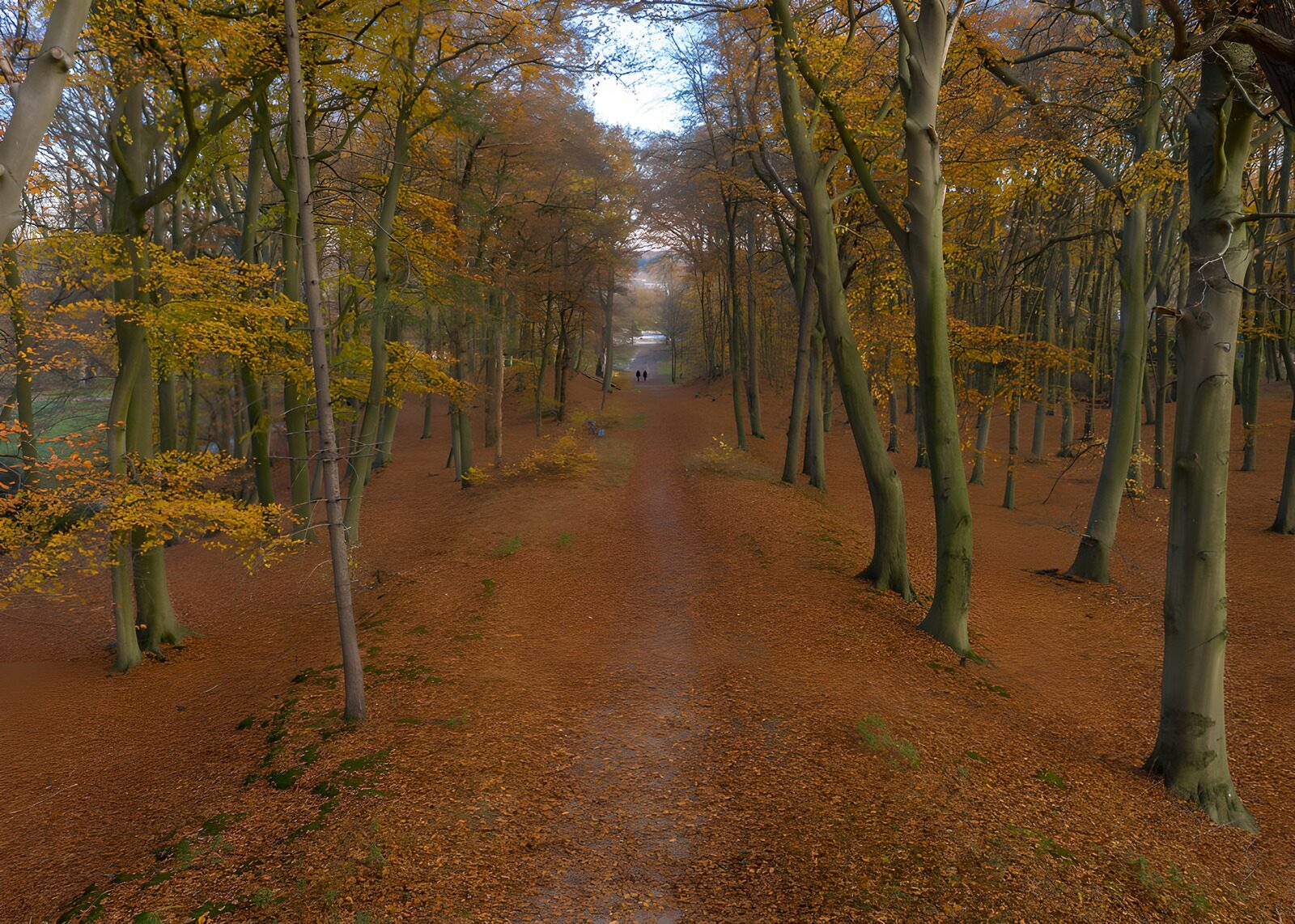 PDGIT5886032: Sentiero d’autunno tra alti tronchi