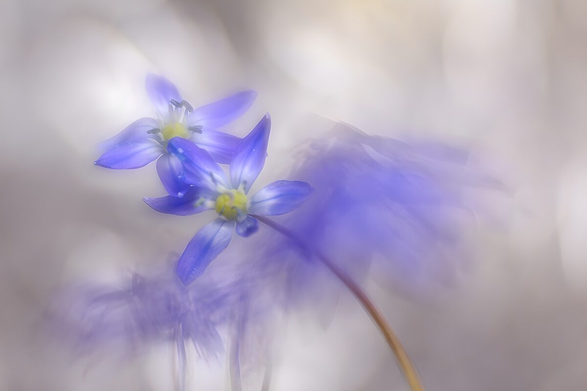 PDGIT5749488: Fiori blu e viola nella luce soffusa