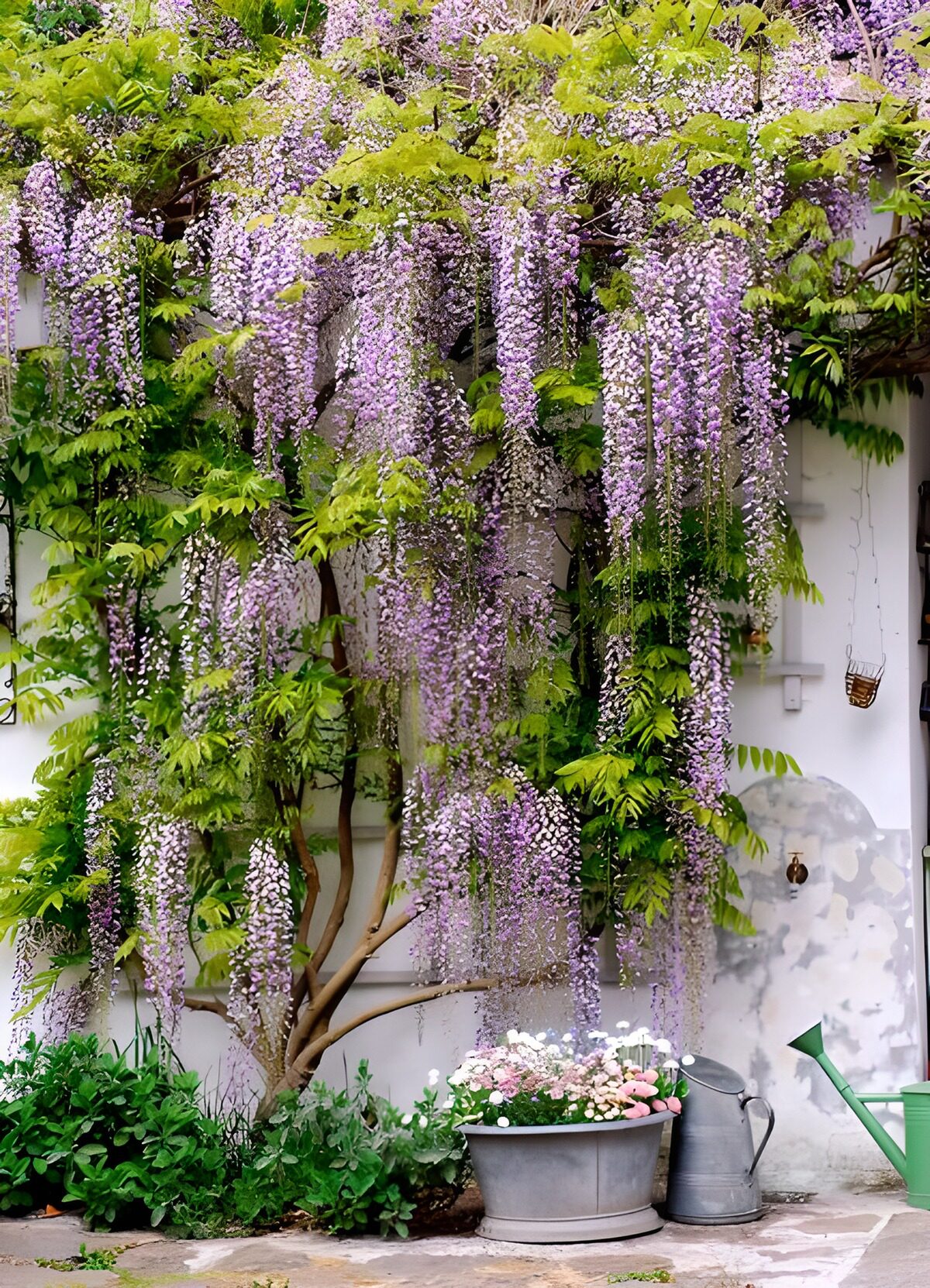 PDGIT5018396: Glicine in fiore sul muro bianco