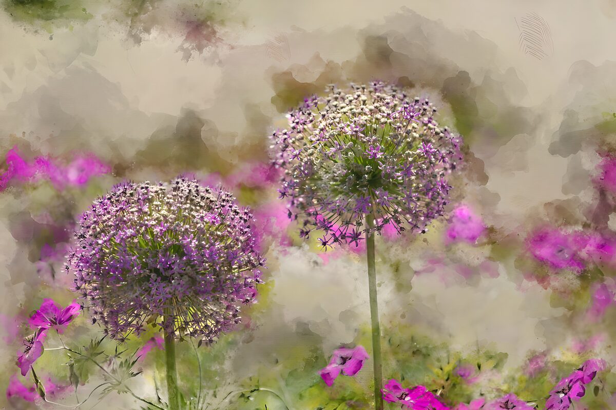 PDGIT3516929: Allium viola e fiori rosa in toni tenui