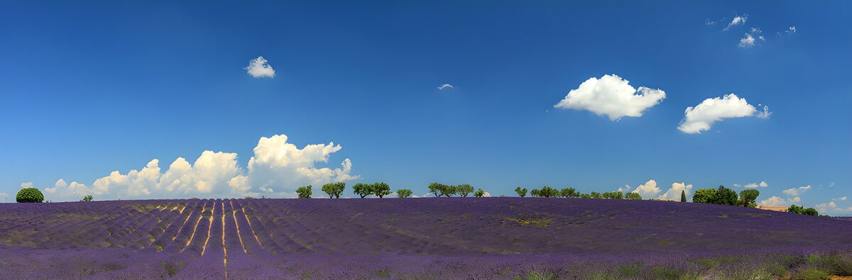 PDGIT6402808: Un mare di lavanda accarezza il cielo