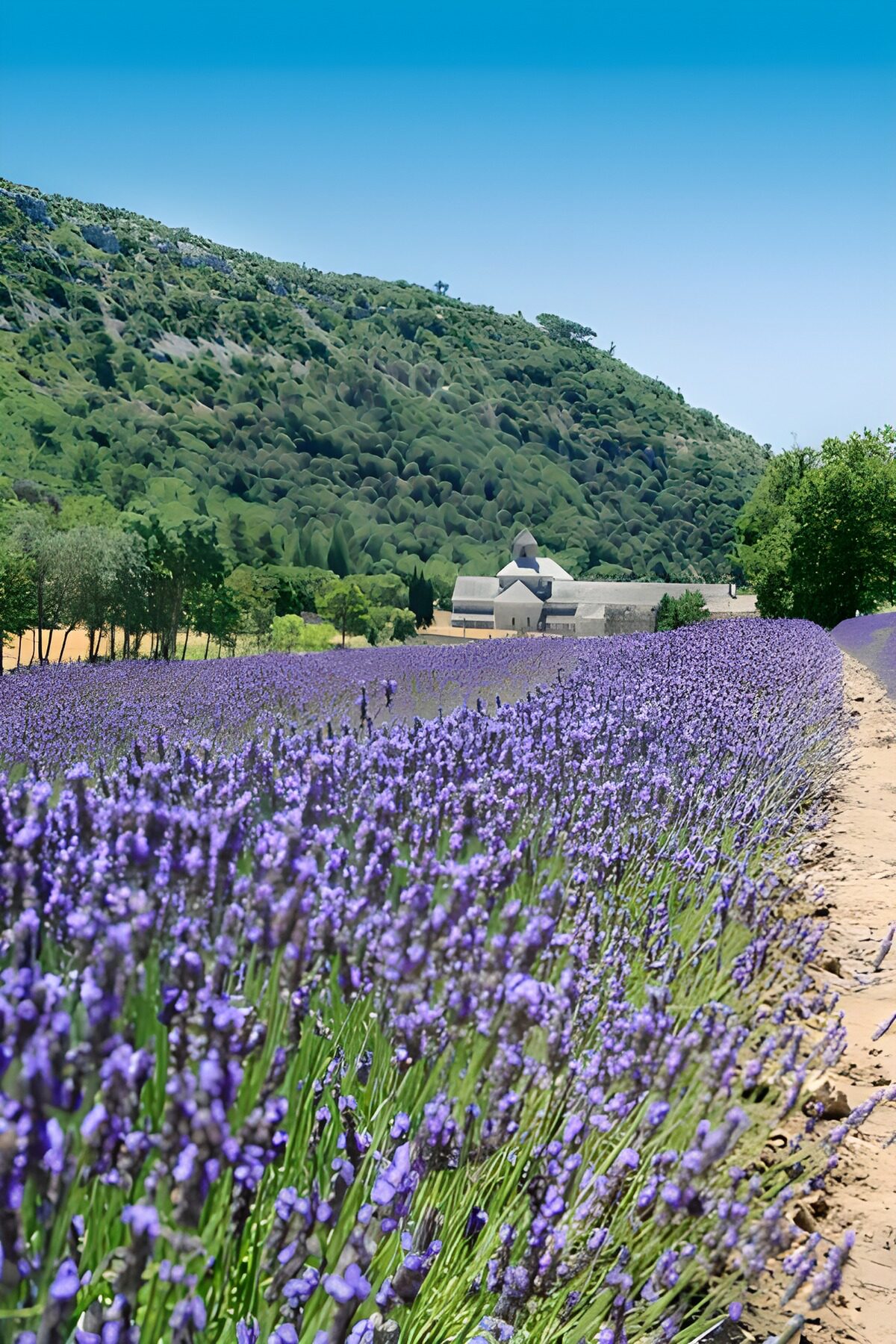 PDGIT1521495: Campo di lavanda sotto il cielo azzurro
