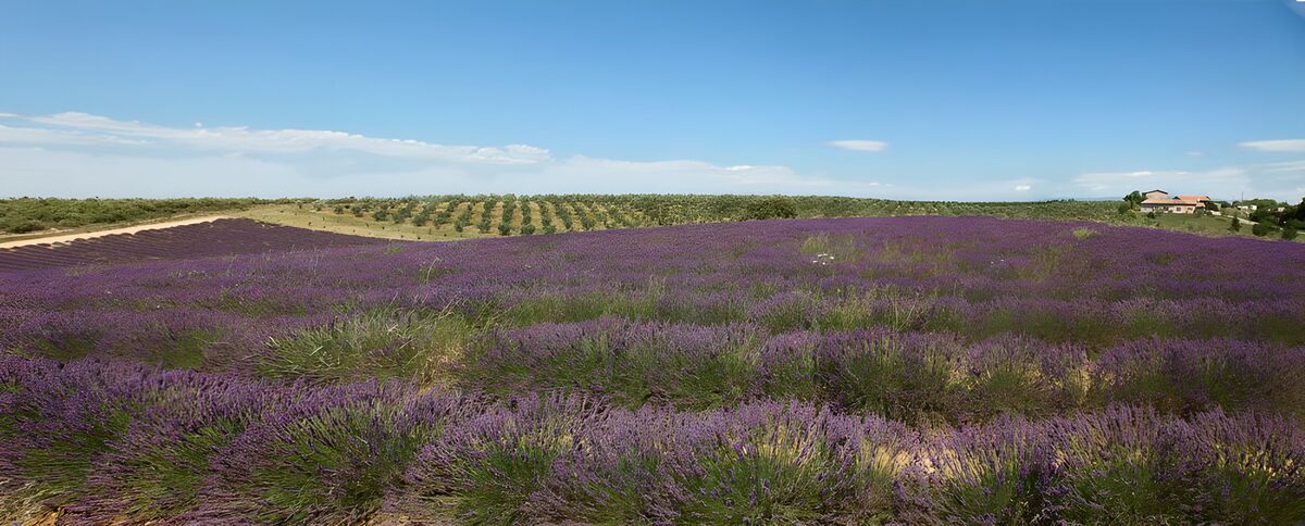 PDGIT2336514: Un mare di lavanda incontra l’azzurro